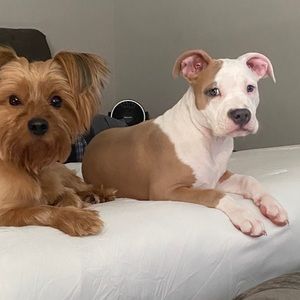 Meet your Posher, Tanji